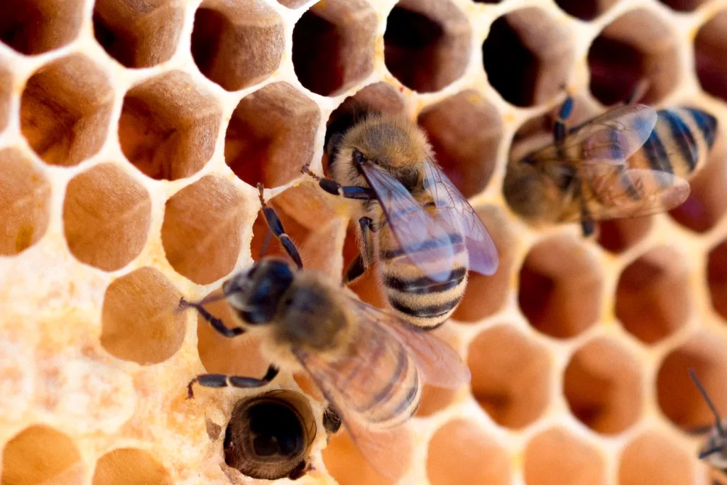 蜂巢庫板的六邊型結構，靈感來自於蜂巢